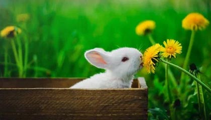 Leyu Sport下载-瑞典队出色发挥：2024混合团体世界杯赛程回顾，瑞典参加世界杯