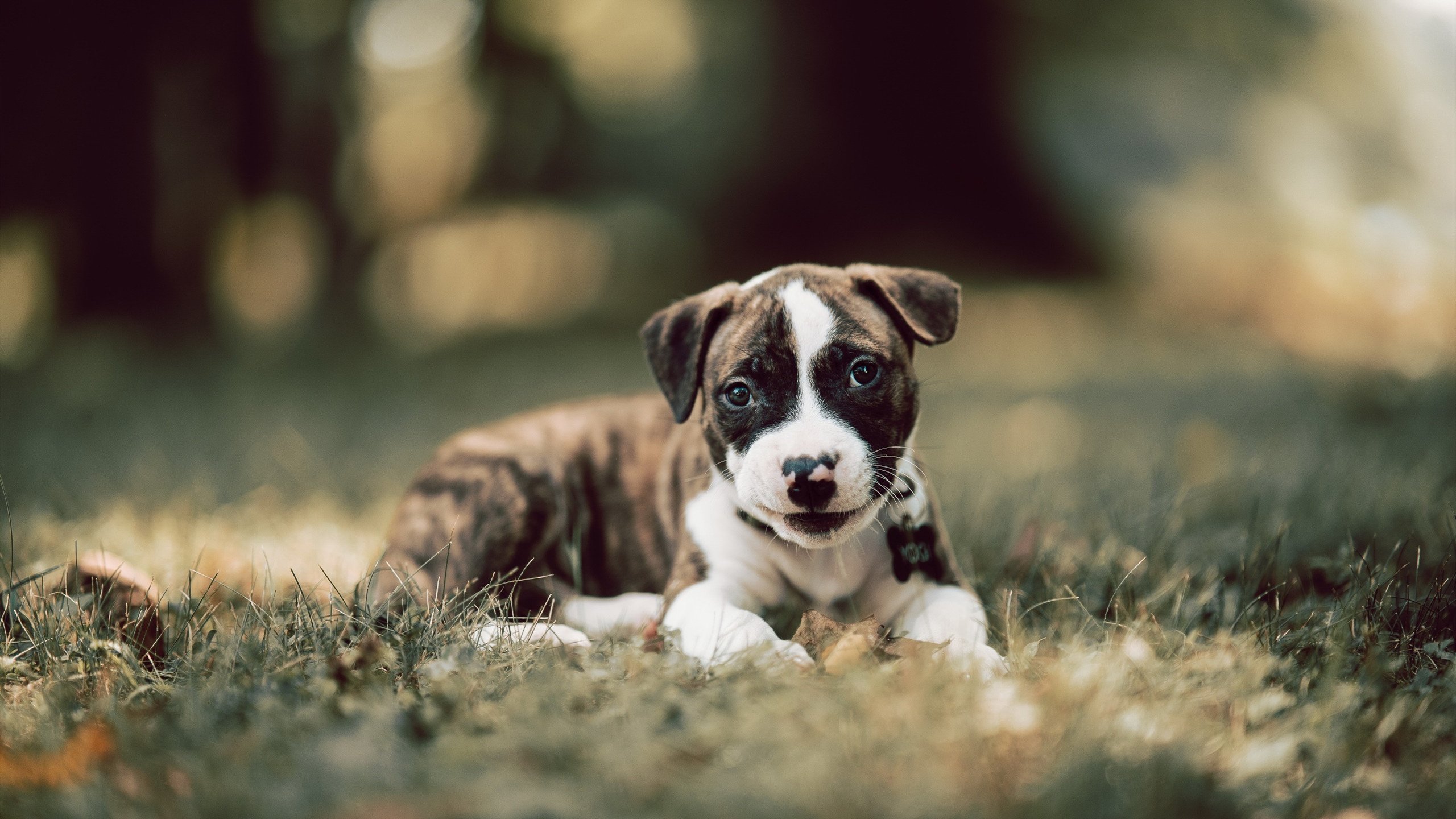 Leyu Sport下载-“金牛区城北体育馆：运动舞蹈赛，舞者们以节奏为武器，全力挑战巅峰”