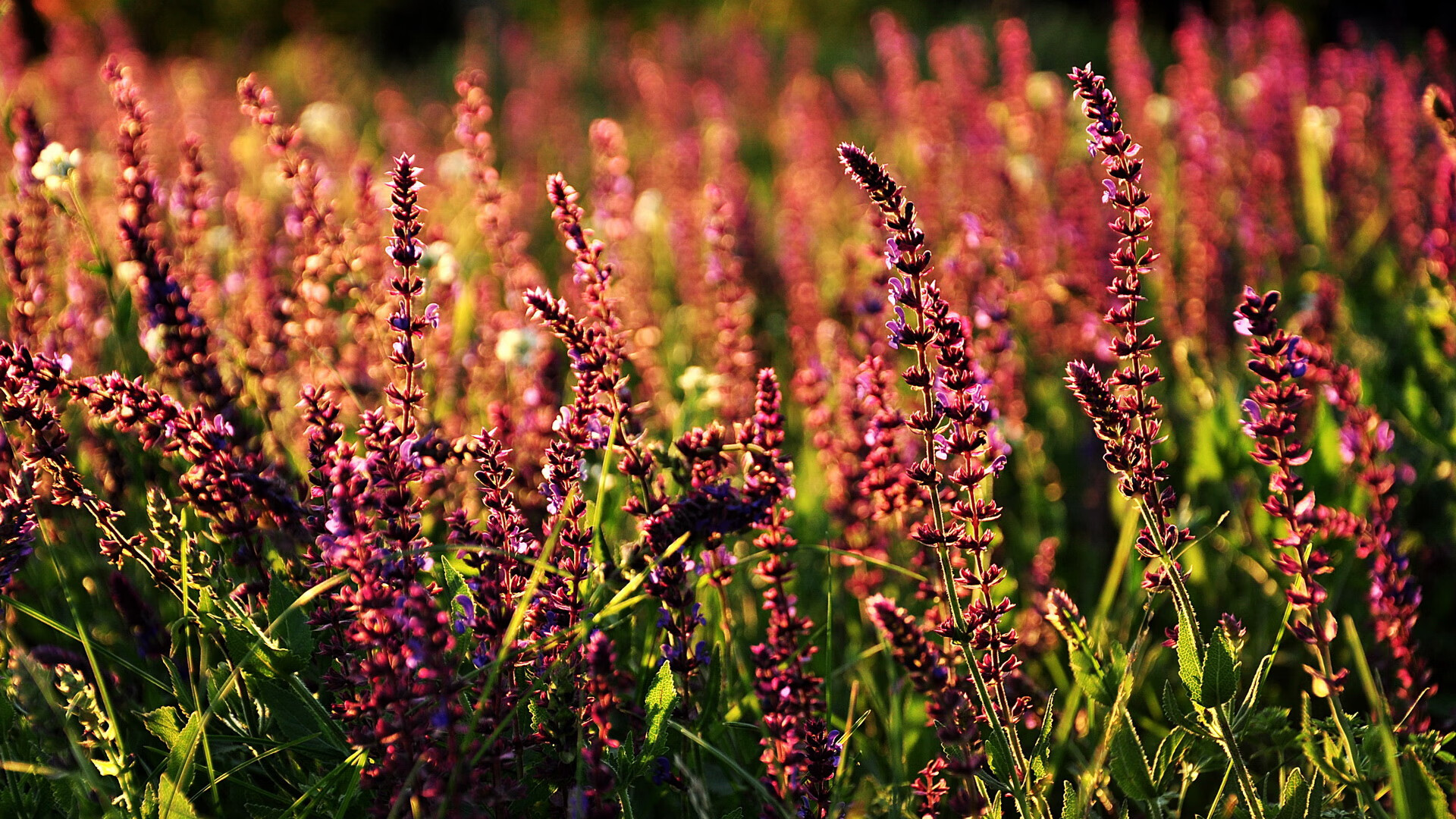 俱乐部管理体制改革进展,俱乐部型管理