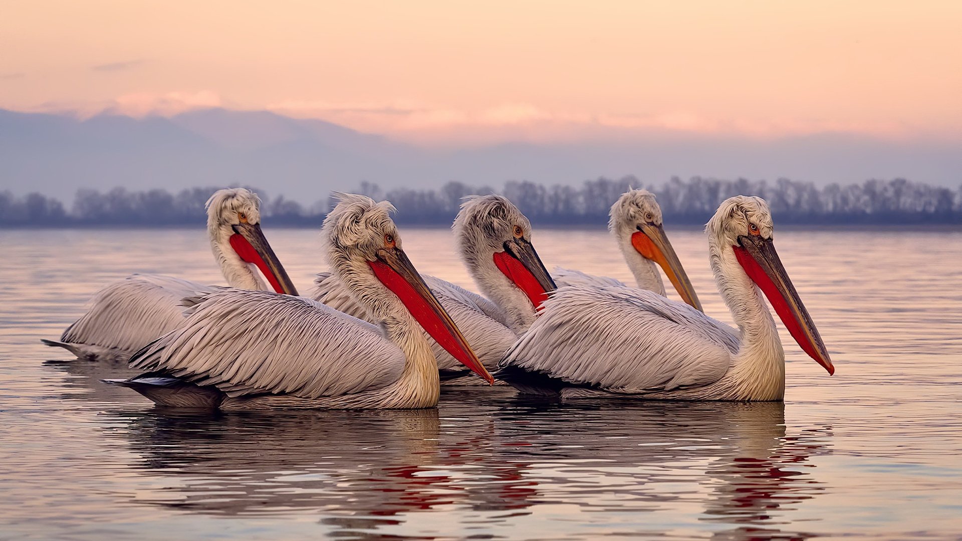 乐鱼体育APP官方下载-切尔西球员心态建设获俱乐部重视，切尔西足球俱乐部球员