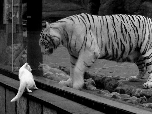 乐鱼体育登录-弗拉门戈中场多点支撑战术见效，弗拉门戈技巧