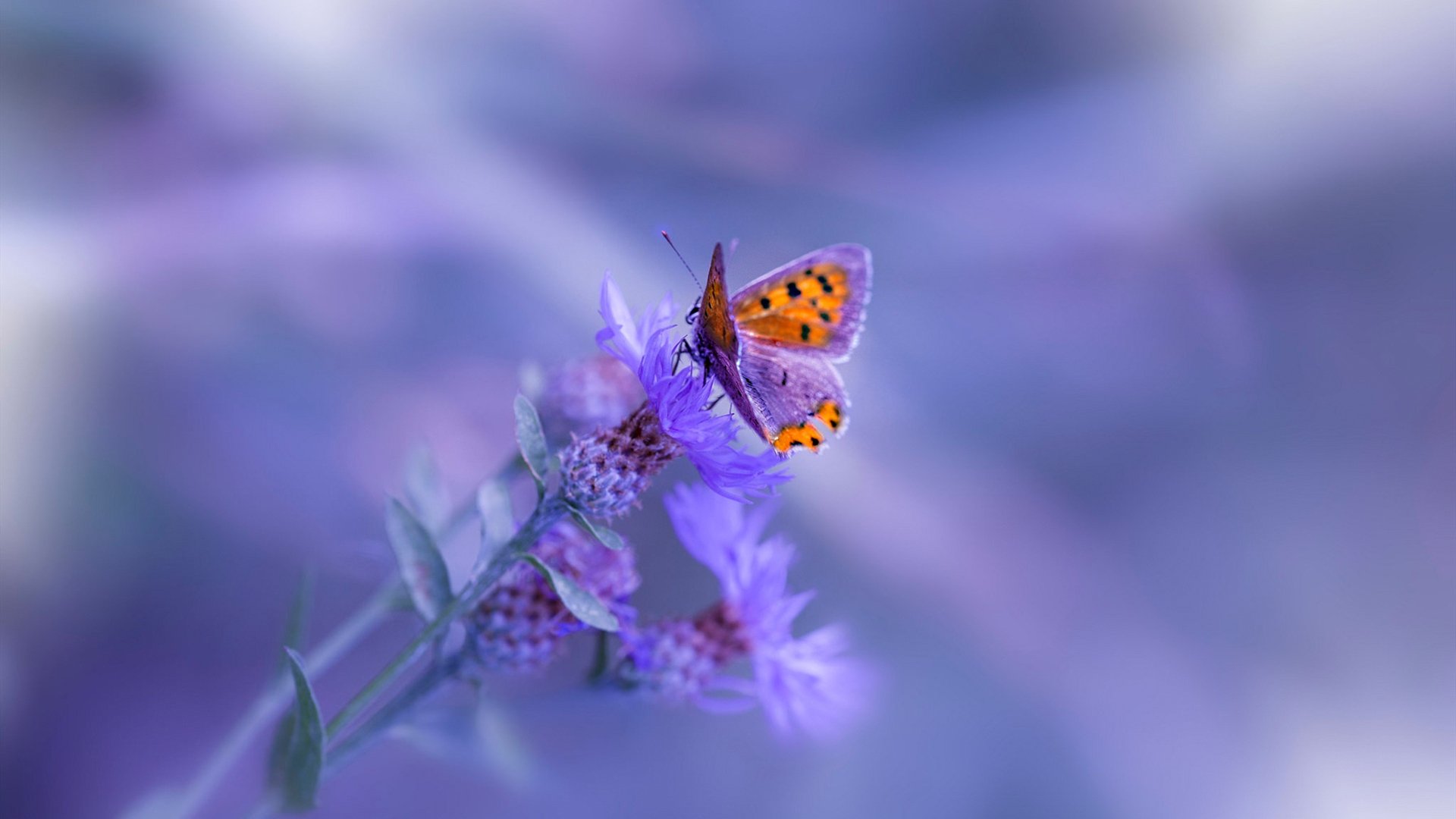 美队仰泳双将进前三,美国队泳衣