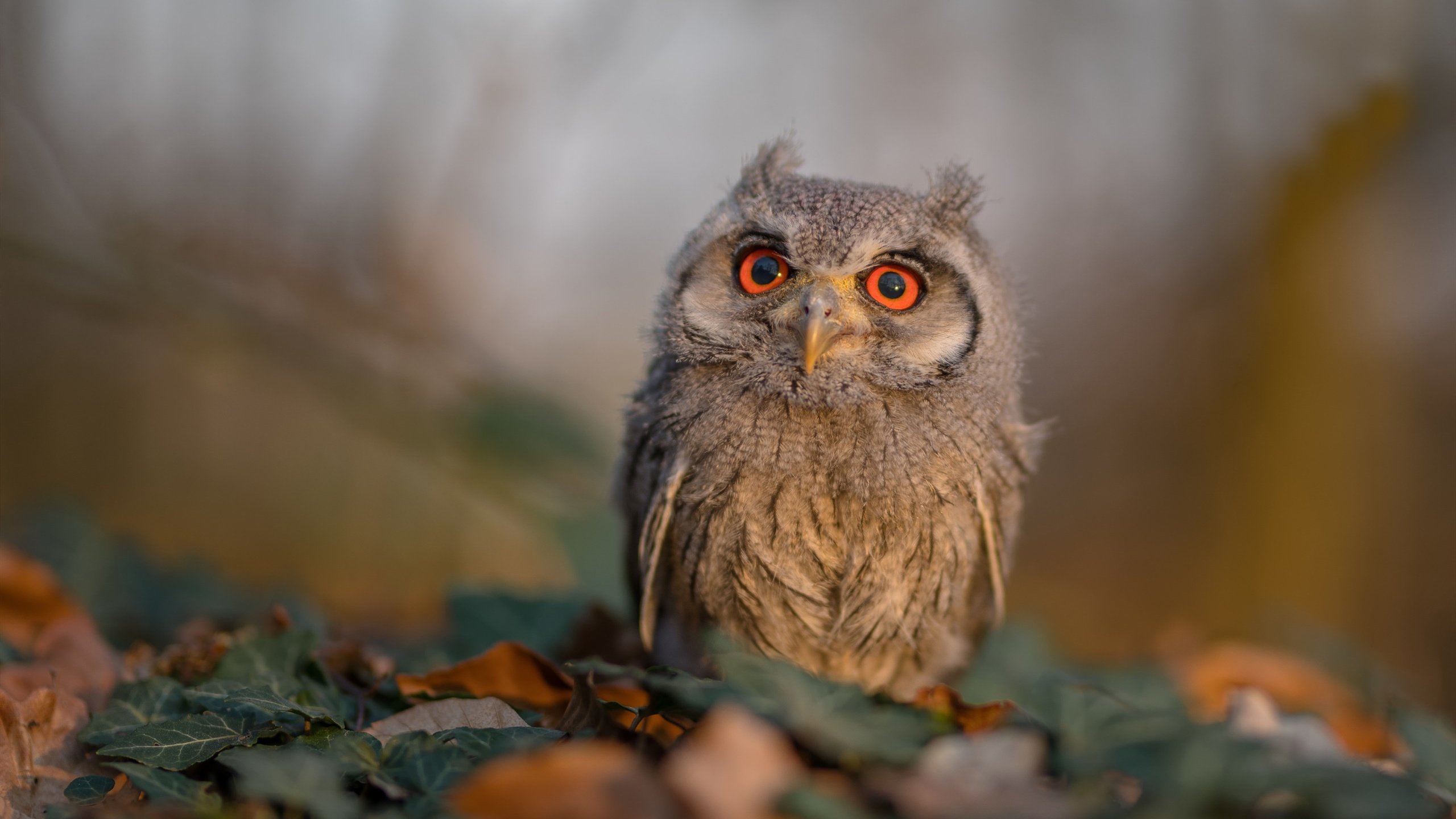 辽宁飞豹调整阵容结构适应不同比赛节奏,辽宁飞豹队员集体照