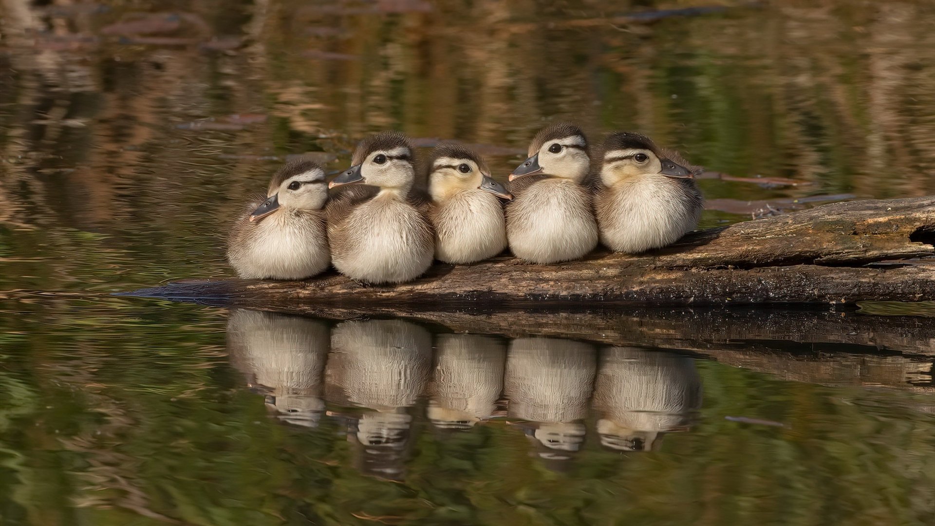 乐鱼娱乐app-雷恩前压战术奏效抢下关键三分，雷恩是哪个联赛的