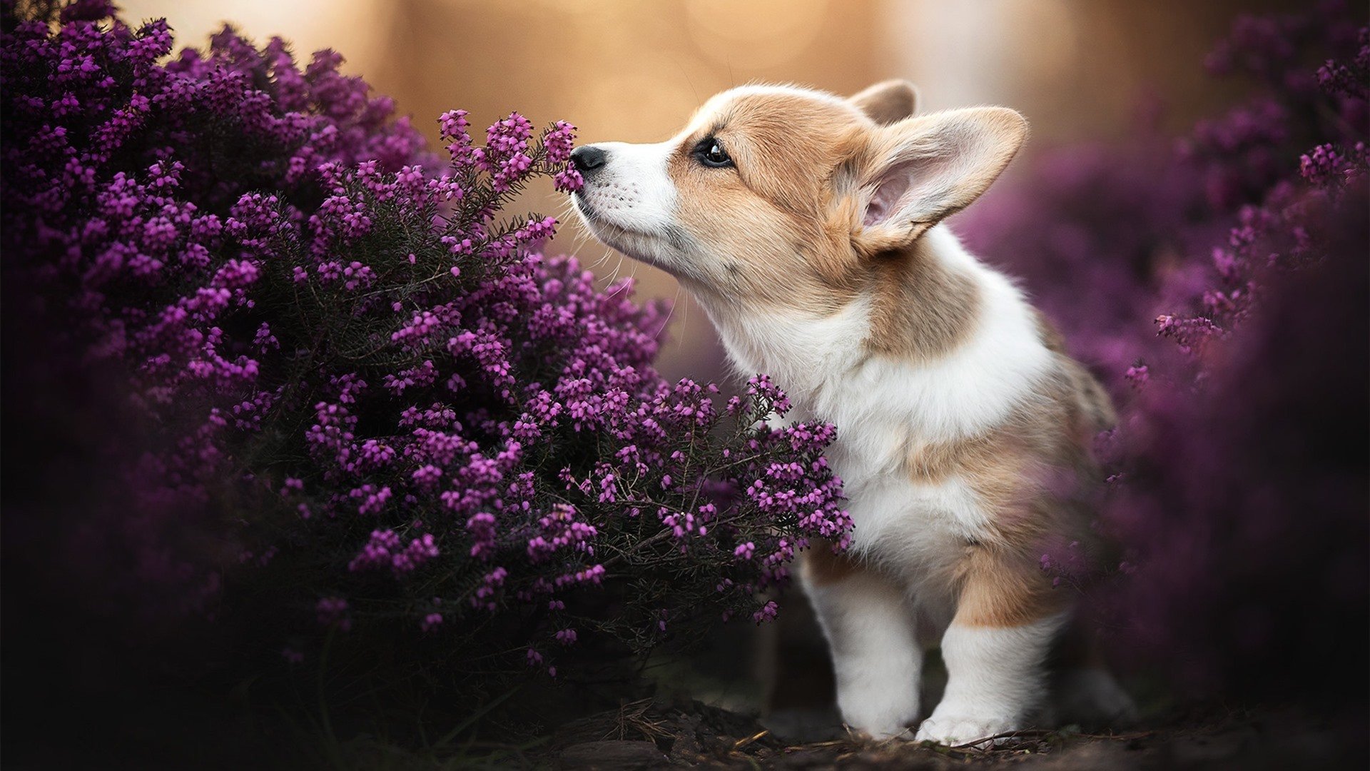 雷恩前压战术奏效抢下关键三分,雷恩是哪个联赛的