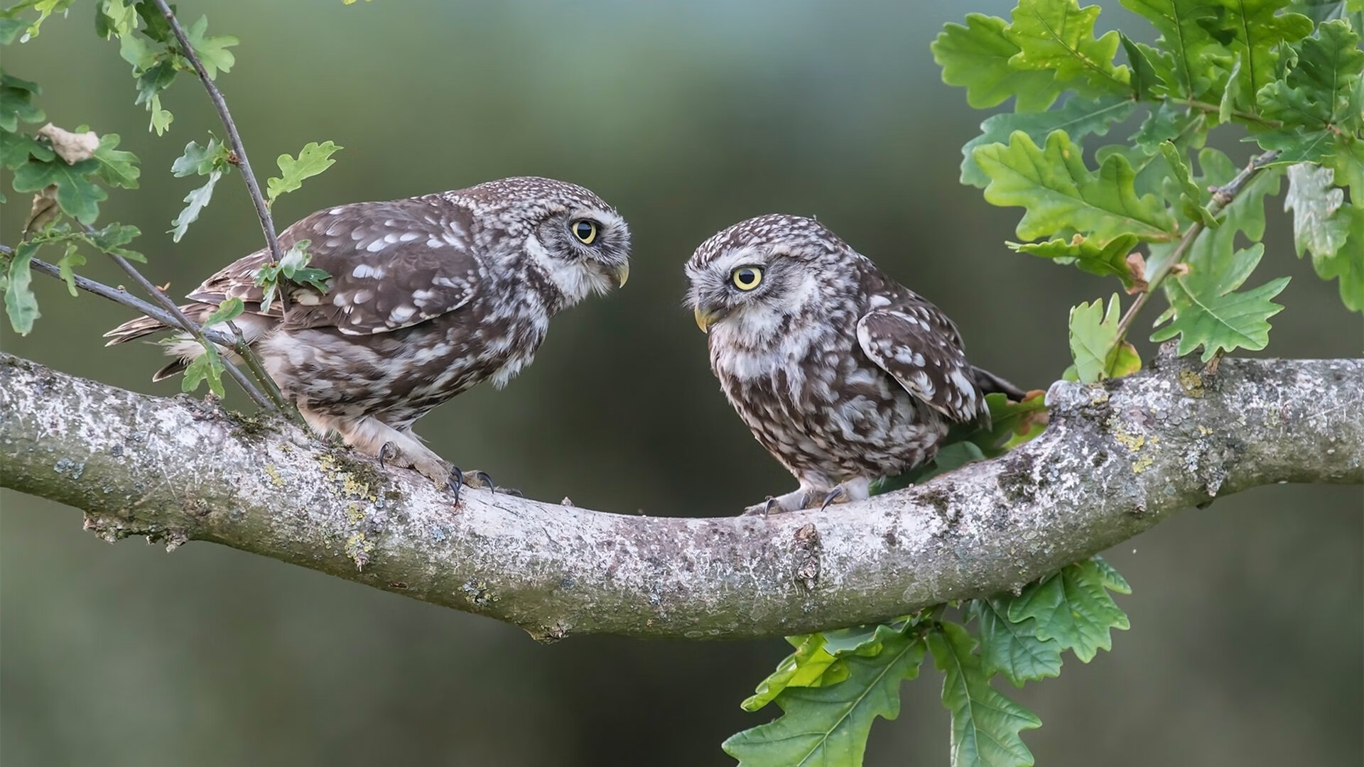 中国足球国家队训练强度与恢复相结合,国家足球队怎么训练