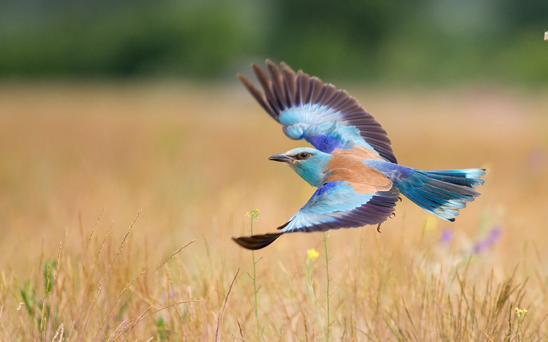 乐鱼电竞· (中国)官方网站-中国足球青训体系整合优质资源提升培训质量，中国足球青训补偿及培训费