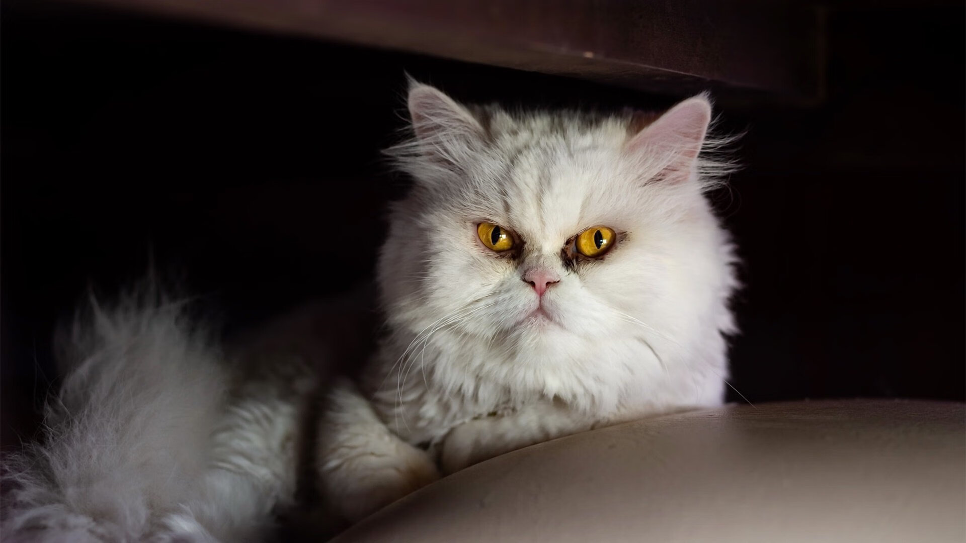 吉尔吉斯斯坦男篮在非洲锦标赛上拼搏,期待突破,吉尔吉斯斯坦 男旗手