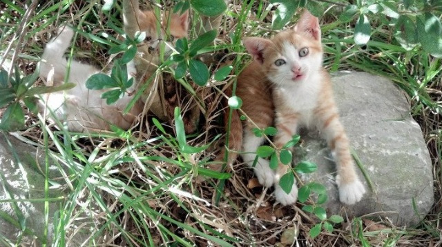 美洲杯明星闪耀天际：精彩瞬间不停！，美洲杯角色
