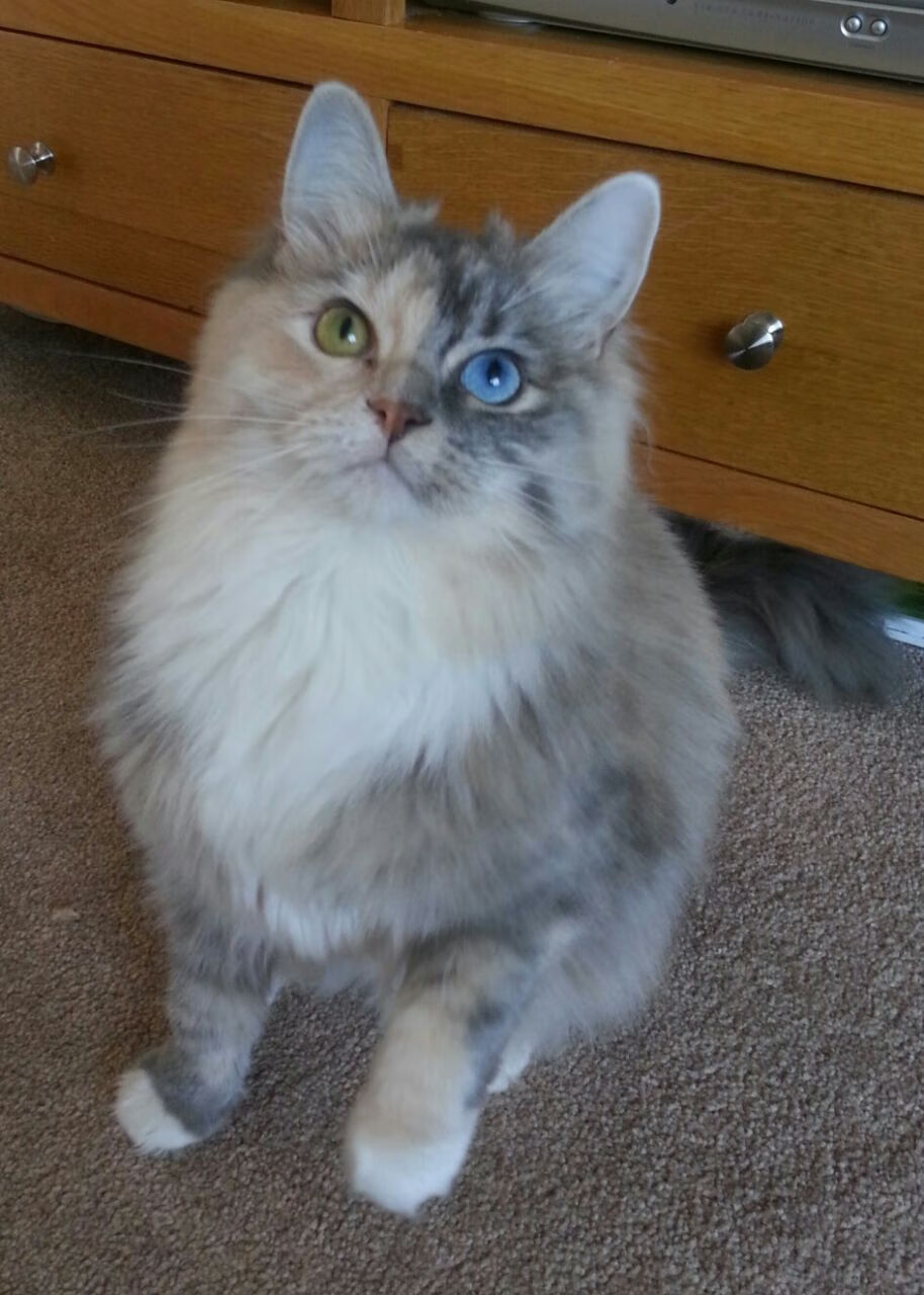 英格兰两队成为橄榄球行业新黄金标杆，英格兰橄榄球队队徽