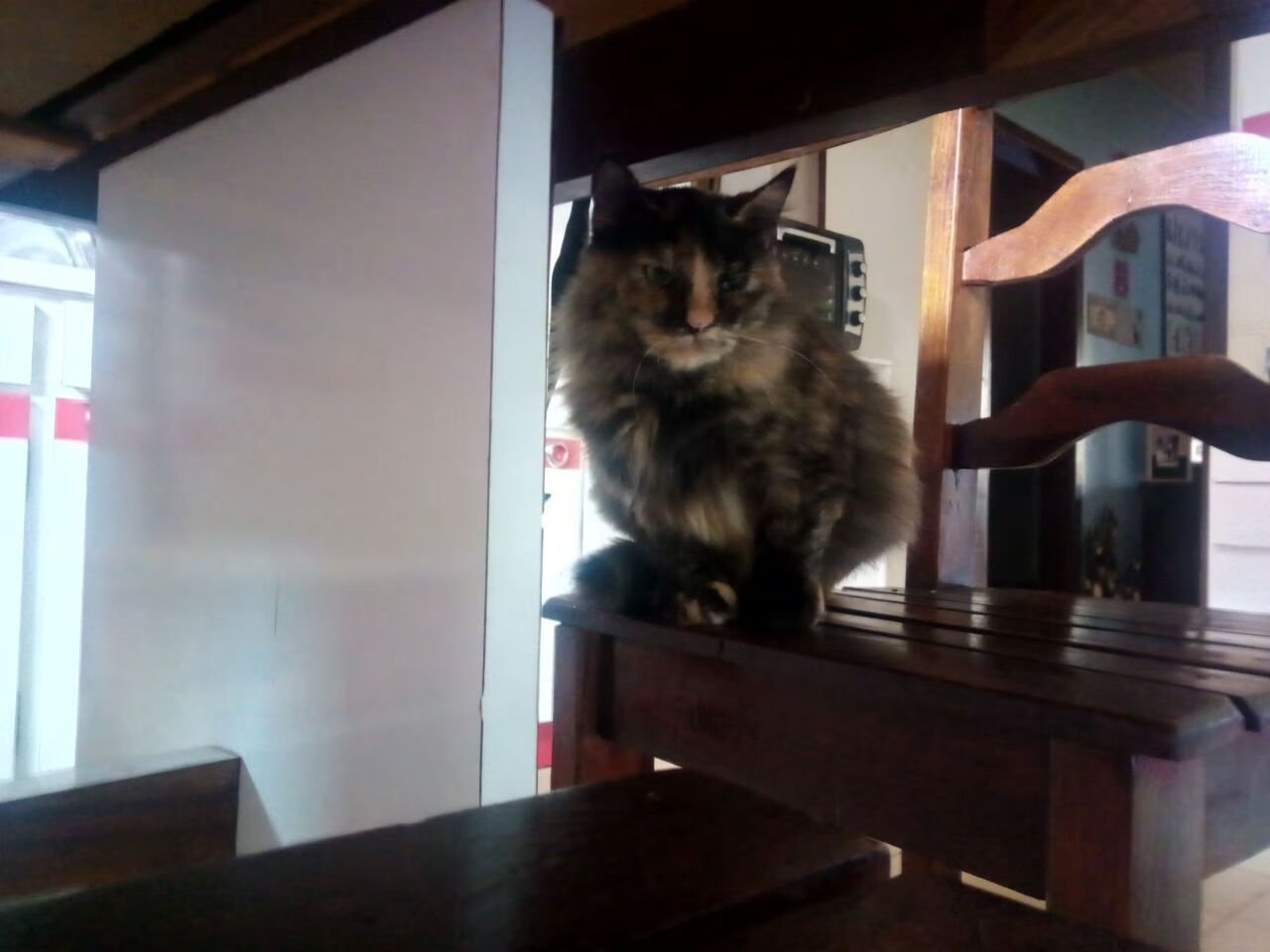 英格兰两队成为橄榄球行业新黄金标杆，英格兰橄榄球队队徽