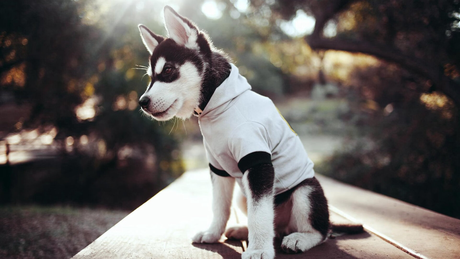 英超激烈角逐，豪门之间争冠白热化