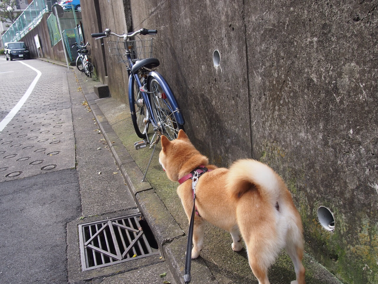 范奥特尔戴克蝶泳50米决赛亮相，范戴克凯尔特人